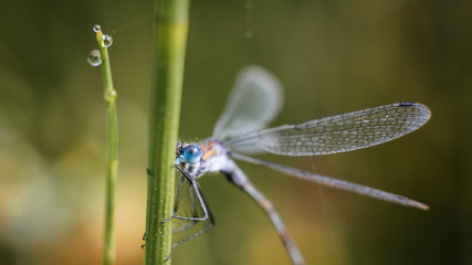 dragonfly