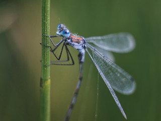 dragonfly