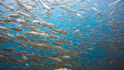 Massive school of sardines in a shallow reef. Sardine shoal or sardine run in Moalboal is a famous tourist destination in the southern town of Cebu, Philippines.