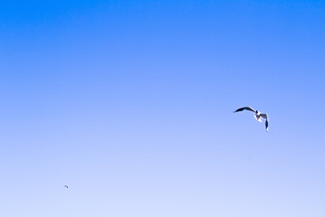 Seagulls flying 