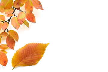 Fototapeta premium Branch and colorful autumn leaves isolated on white background.