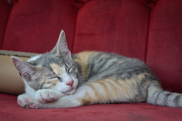 Fototapeta na wymiar portrait of sleeping kitten