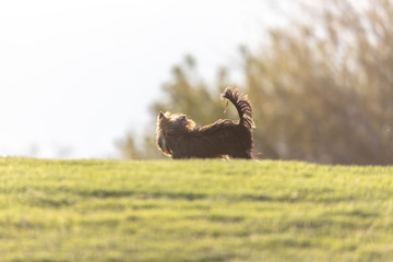 Yorkshire terrier running in a field. 