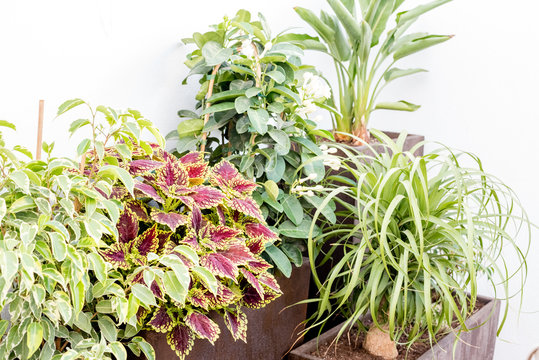 Composition of plants over brown planters on sunny day