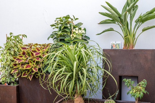 Composition of plants over brown planters on sunny day