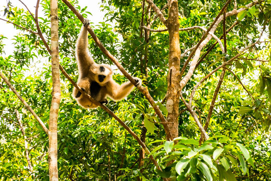 Gibon Hanging on the tree, Largest zoological park in Vietnam - Vinpearl Safari Phu Quoc park with exotic flora and fauna, Phu Quoc in Vietnam