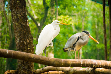 Two pelican birds at Vinpearl Safari Phu Quoc park with exotic flora and fauna, Phu Quoc in Vietnam
