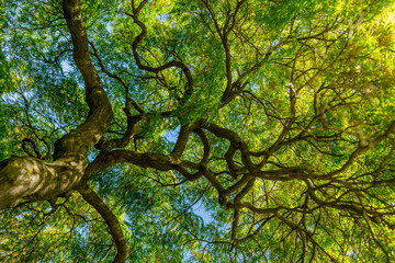 Japanese Maple Tree Canopy in Saint Michaels Eastern Shore Chesapeake Bay Talbot County Maryland...