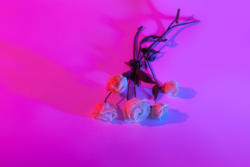 purple bouquet violet blue color reflection red paint pink rose background shade