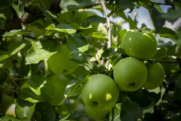 Close-up of green apples on a tree