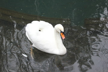 Swan with reflection on the lake