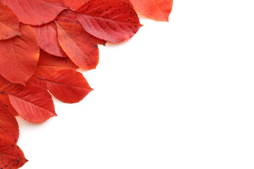 Aronia leaves in red autumn colors on isolated white background.