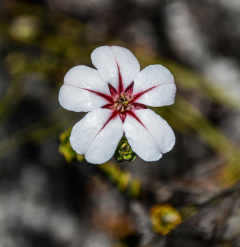 Adenandra villosa flower