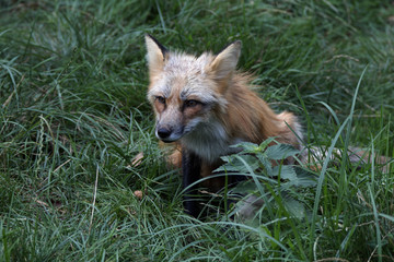 Fuchs im Gras