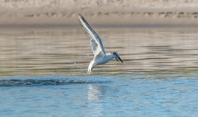 Fototapeta premium jagdszene