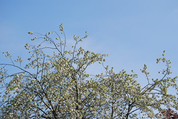 White Blossom Sky
