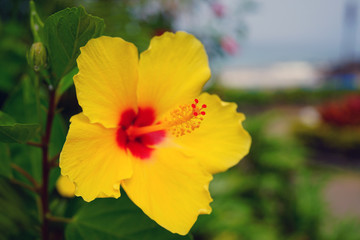 Obraz premium Orange, yellow and red hibiscus flower in bloom
