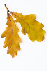 Oak leaves in autumn colors isolated on white background.