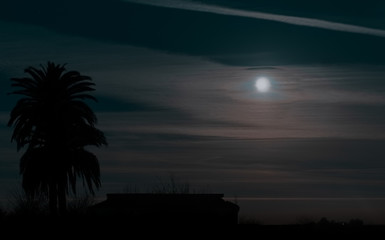 Palm and moon