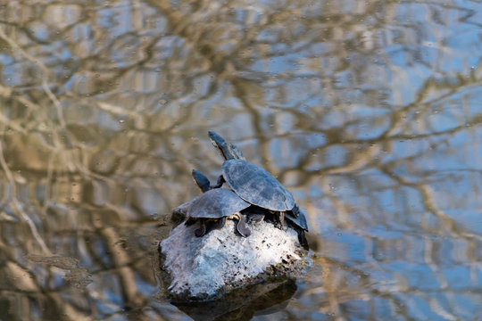 tourtle on the rocks