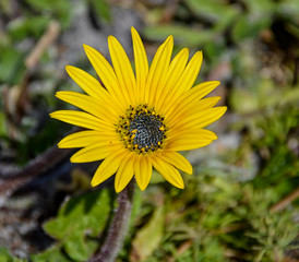 Arctotheca calendula