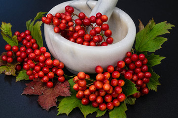 Gewöhnliche Schneeball - Viburnum opulus