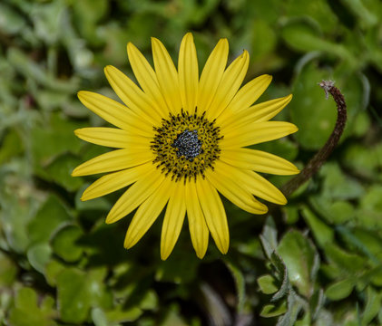 Arctotheca calendula flower, Cape Point, South Africa