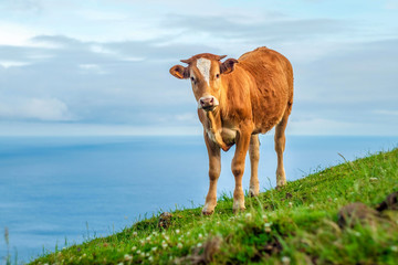 A calf on a green mountain with the sea on the background