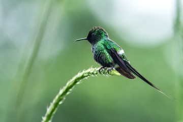 Fototapeta na wymiar Green thorntail sitting on flower, bird from mountain tropical forest, Costa Rica, bird perching on branch, tiny beautiful hummingbird in natural environment with clear green background