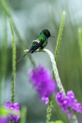 Green thorntail sitting on flower, bird from mountain tropical forest, Costa Rica, bird perching on branch, tiny beautiful hummingbird in natural environment with violet flowers in background