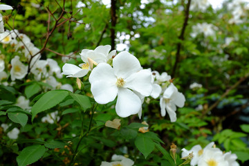 Rosa mulliganii, China