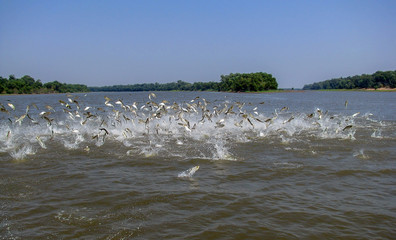 Flying Asian carp massively jump out of the water