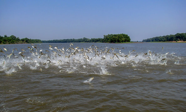 Flying Asian Carp Massively Jump Out Of The Water