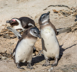 Fototapeta premium Two chicks African penguins are standing next to each other in a funny pose. Simon's Town. Boulders Beach. South Africa.