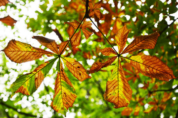 leaves of tree in autumn