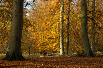 Autumn in a forest north of Copenhagen, Denmark