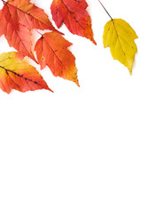 Naklejka na ściany i meble Tatarian maple leaves in autumn colors isolated on white background.