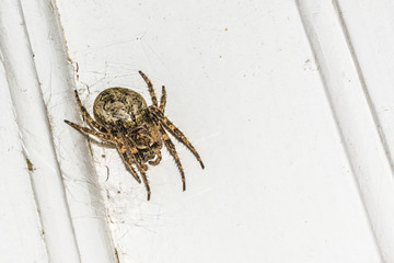 spider with a cobweb on the background of a white object at night