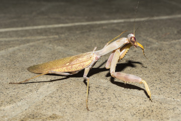 insect European mantis at night, close-up wild nature background