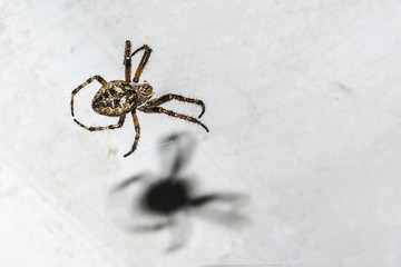 spider with a cobweb on the background of a white object at night