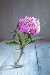 peony flower