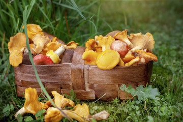 Chanterelle mushrooms