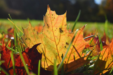 Close up Selective focuse Maple leaf Season Fall Autumn concept Back to school Copy space