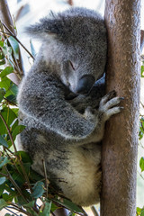 Napping Koala
