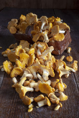 Chanterelle mushrooms