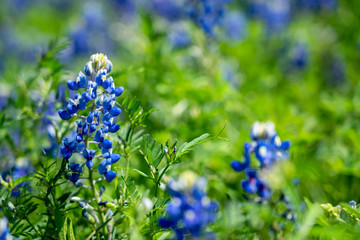 bluebonnets