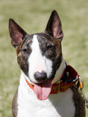 Natural headshot portrait of a brindle bull terrier
