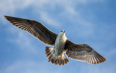 Seagull in flight against the blue sky. A beautiful moment of flight. Cape Town. False Bay. South Africa. 