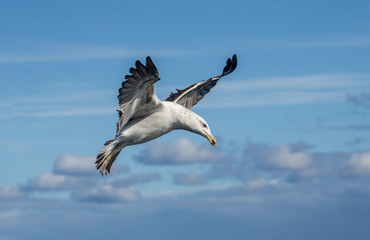 Fototapeta na wymiar Seagull in flight against the blue sky. A beautiful moment of flight. Cape Town. False Bay. South Africa. 