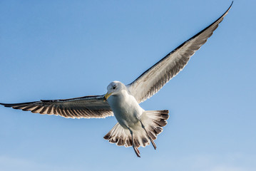 Seagull in flight against the blue sky. A beautiful moment of flight. Cape Town. False Bay. South Africa. 